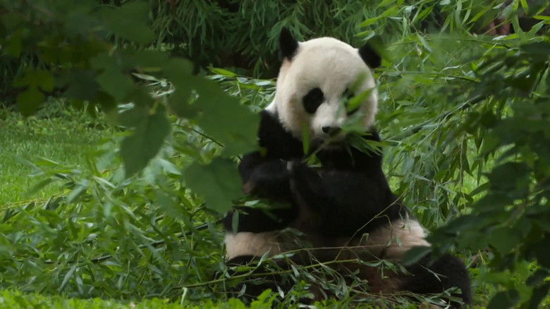 кадр из фильма Super Cute Animals