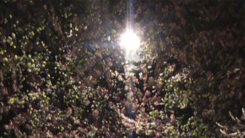 кадр из фильма light blossom