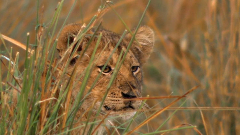 кадр из фильма Swamp Lions