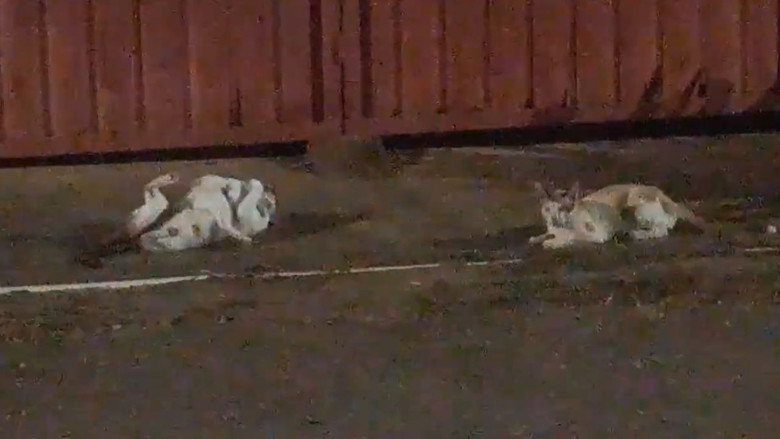 кадр из фильма Gatos e Câmeras