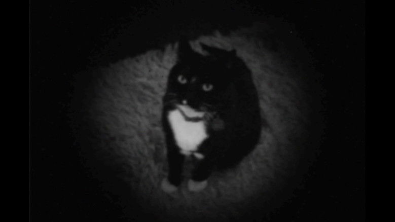 кадр из фильма Um Dia de Gato