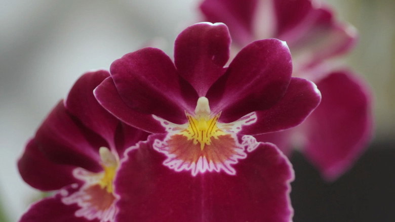 кадр из фильма シャニダールの花