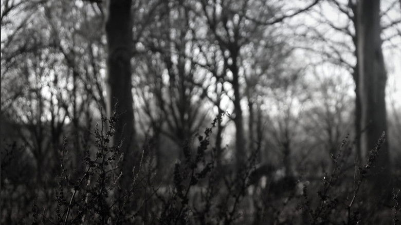 кадр из фильма the forest of great mystery and emptiness