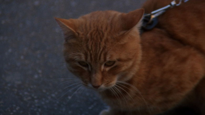 кадр из фильма Гарри и Тонто