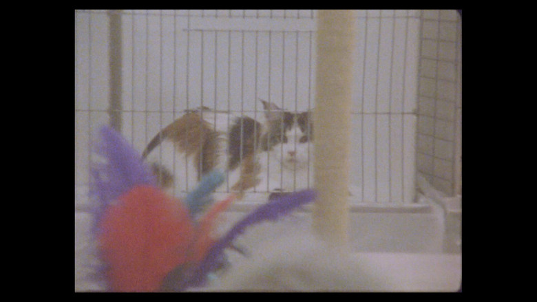 кадр из фильма Considering Cats