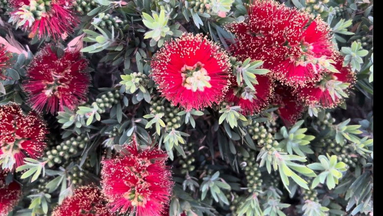 кадр из фильма Nature