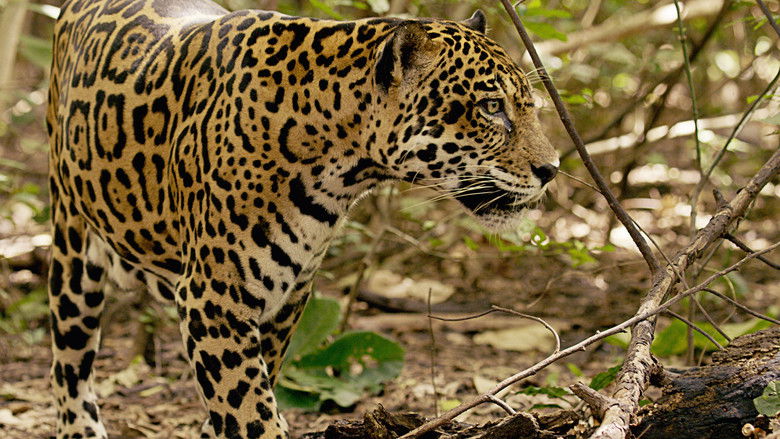 кадр из фильма Охота ягуара на побережье