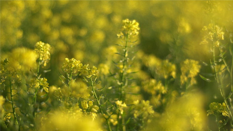 кадр из фильма The Harmony Files