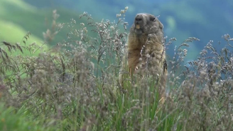 кадр из фильма Vad Dráva - A kétarcú folyó