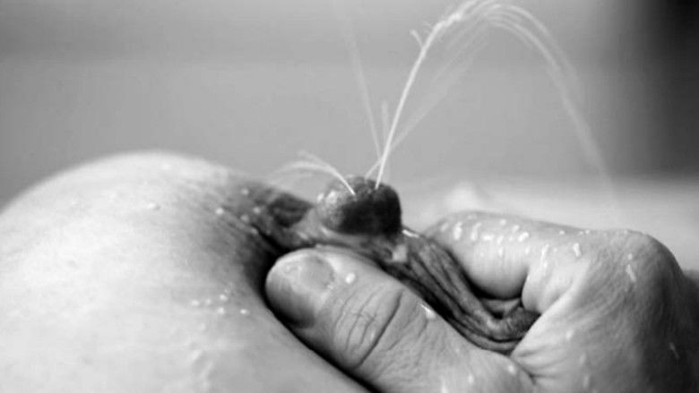 кадр из фильма Mamíferas: el hilo de Ariadna