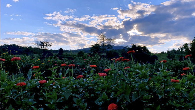 кадр из фильма Half a Summer on Waterpenny Farm