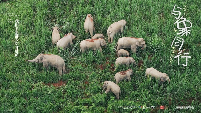 кадр из фильма 与象同行