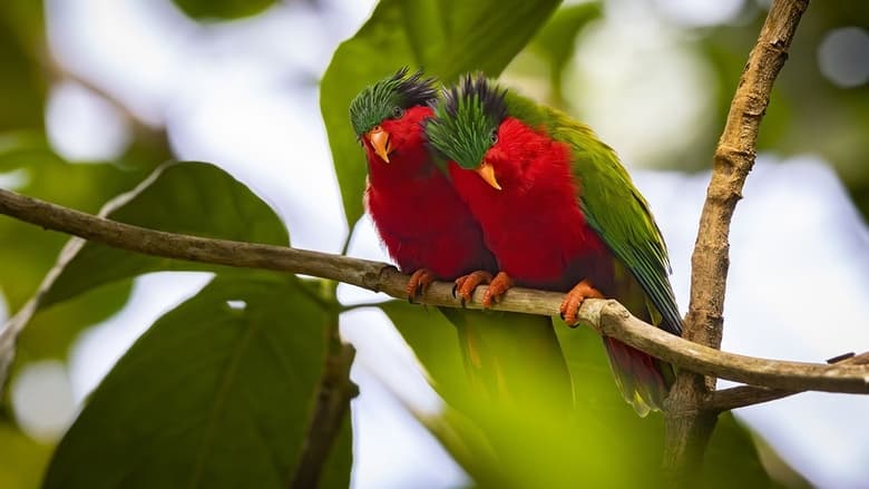 кадр из фильма Ura, sauver l'oiseau sacré des australes