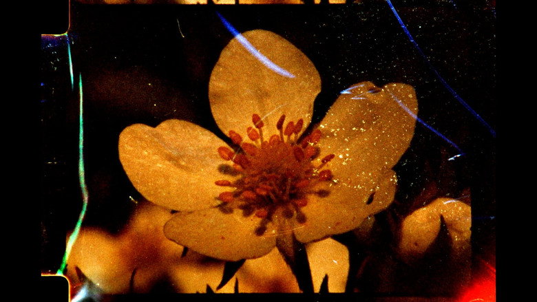 кадр из фильма À fleur de cendres
