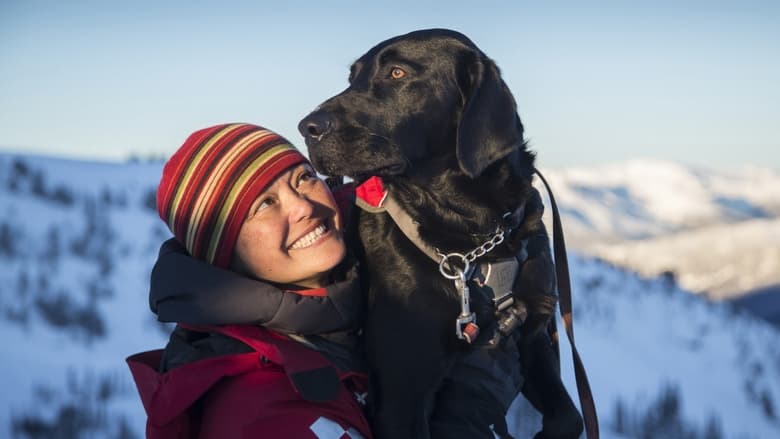 кадр из фильма Суперсобаки