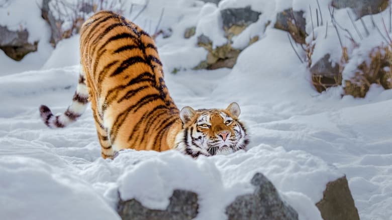 кадр из фильма Le grand retour du tigre de Sibérie