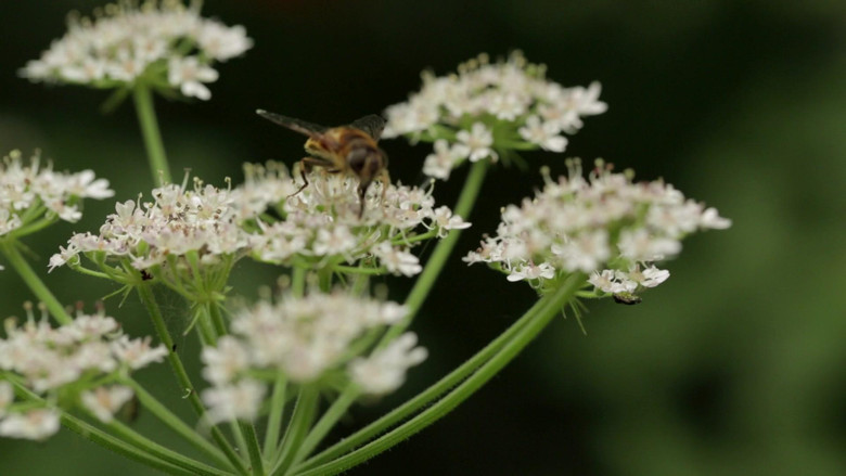 кадр из фильма Microbirth