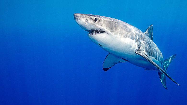 кадр из фильма Killer Shark Vs. Killer Whale