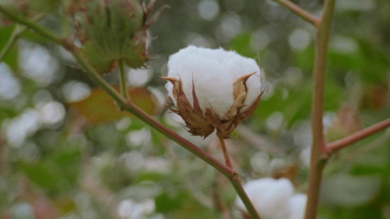 кадр из фильма Now We Live in Paradise