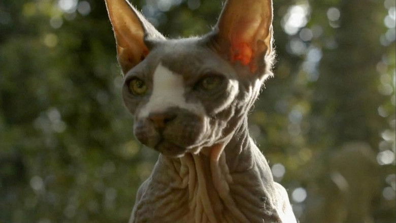 кадр из фильма Pet Graveyard