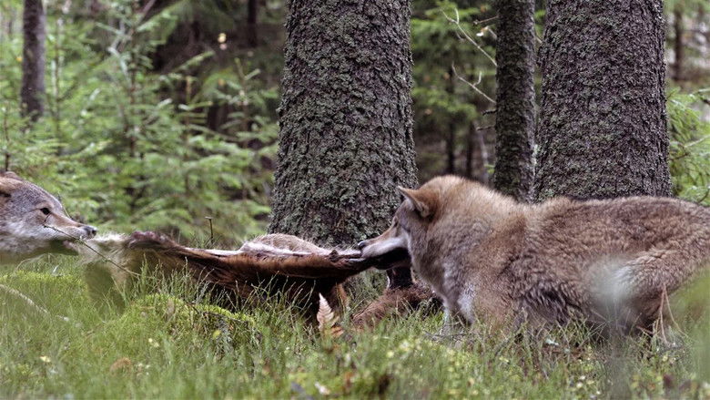 кадр из фильма Wolf